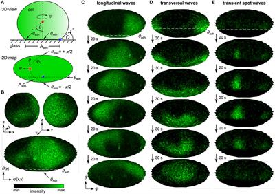 Local Membrane Curvature Pins and Guides Excitable Membrane Waves in Chemotactic and Macropinocytic Cells - Biomedical Insights From an Innovative Simple Model